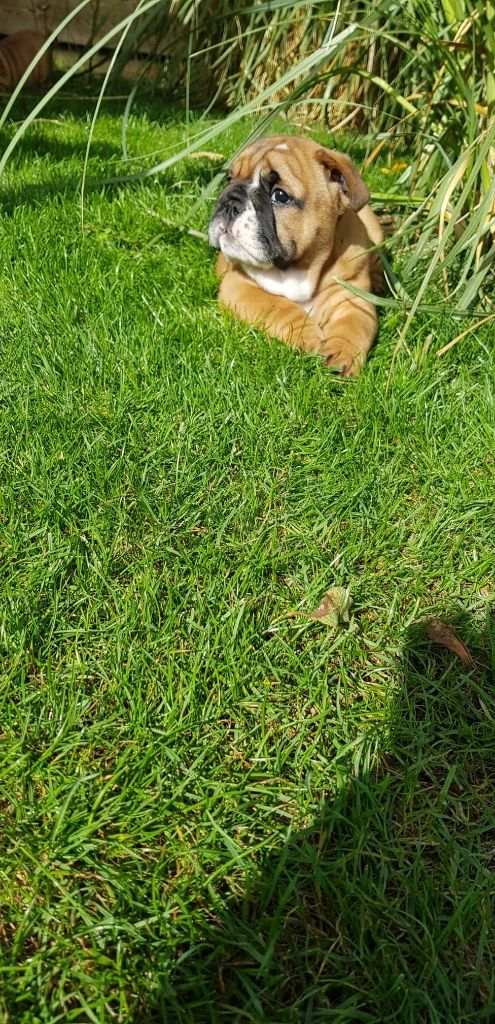 Of Baby Bulls Roch - Bulldog Anglais - Portée née le 22/08/2019